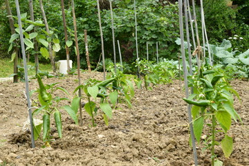 green leafy vegetables seedlings 