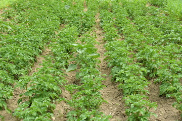 Naklejka premium green leafy vegetables seedlings 