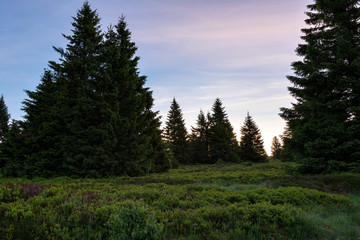 French countryside - Vosges. Sunrise in the Vosges with trees and meadow.