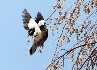 Starling in flight