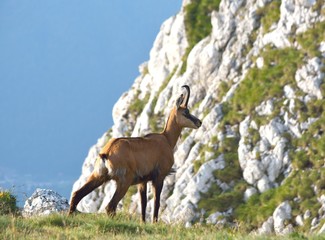 Chamois Rupicapra rupicapra
