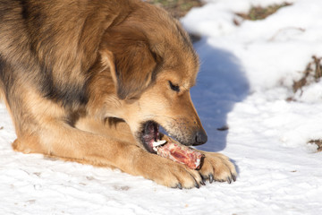 dog eats snow