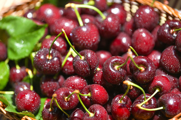 Fresh and ripe cherry berries in a wooden wicker basket