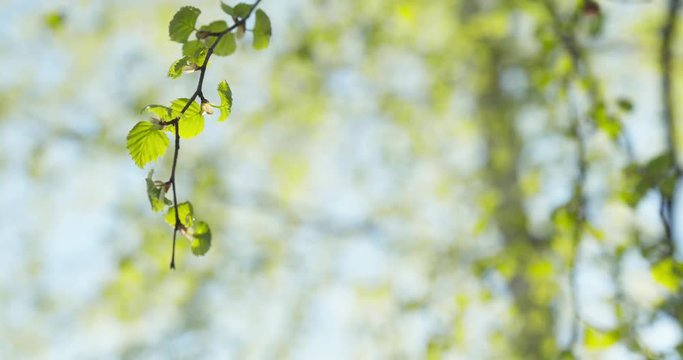 still shot of birch tree with young leaves in spring day, 4k 60fps prores footage