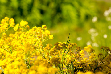 .rhododendron flowers in the botanical garden bloomed beautiful flowers