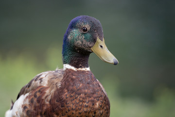Mallard