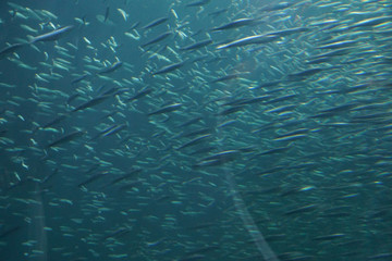 Blur of school of anchovies swimming in synchronized formation Newport, Oregon