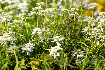 Field of colorful chamomiles in the garden