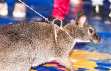 Kangaroos in the circus © schankz