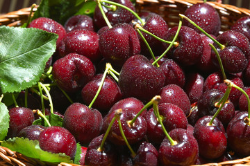 Fresh and ripe cherry berries in a wooden wicker basket
