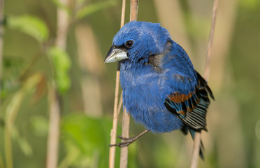 Fototapeta premium Blue Grosbeak