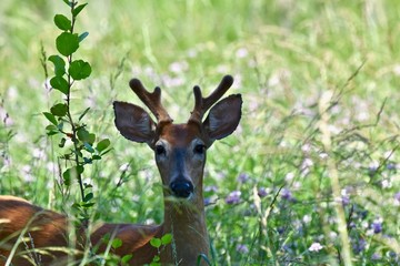 White-tailed deer (Odocoileus virginianus) buck in spring