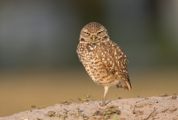 Fototapeta premium Burrowing Owl
