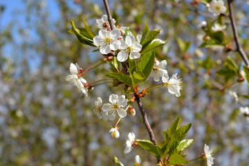 Spring blooming branch of cherry tree.