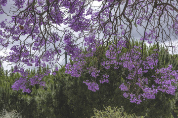 Jacaranda Tree
