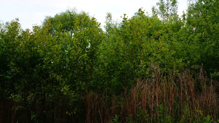 Obraz premium Naturschutzgebiet Baden Württemberg