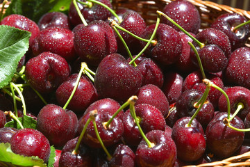 Fresh and ripe cherry berries in a wooden wicker basket