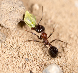 ant in nature. macro