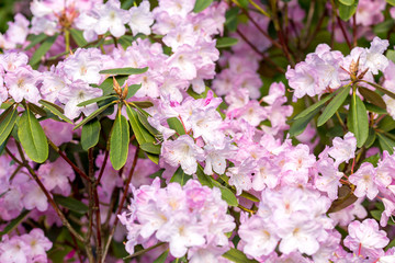 .rhododendron flowers in the botanical garden bloomed beautiful flowers