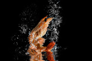 Shrimp in the water, black background splash