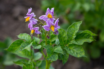 Potato blossom in the garden