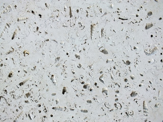 slab of white rock with fossil seashells