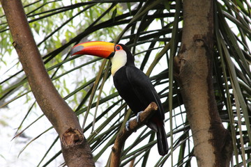 Toucan