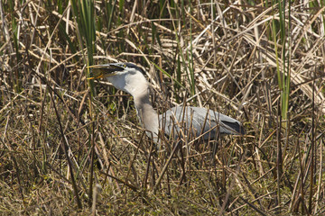 Great blue heron swallowing a big fish in central Florida.