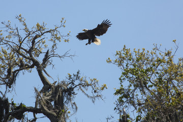 Bald eagle landing in a tree in central Florida.