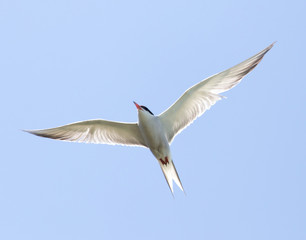 seagull on a background of blue sky