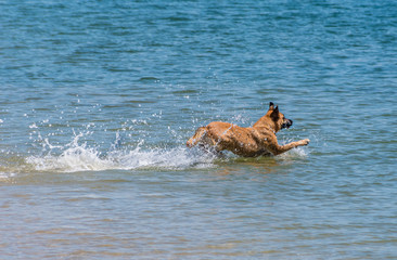 Happy dog running in  water