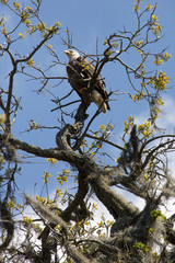 Bald eagle perched in a tree in central Florida.