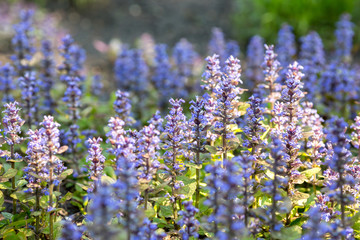 Obraz premium Lavender field near the home garden