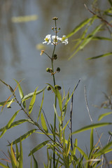 Arrowhead flower in springtime bloom in Magnolia Park, Apopka, Florida.