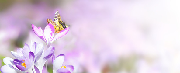 Wiese mit zarten Blumen im Frühling © Thaut Images