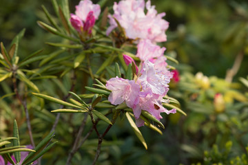.rhododendron flowers in the botanical garden bloomed beautiful flowers