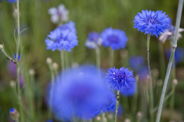 Kornblumen