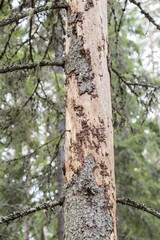 Ips typographus damaged spruce
