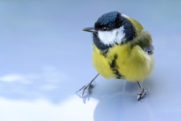 Modern parus