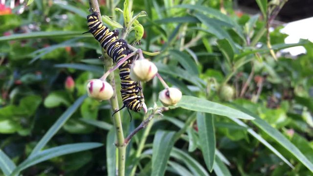 Monarch butterfly caterpillar Insect