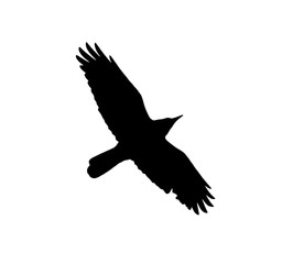 silhouette of a black crow on a white background