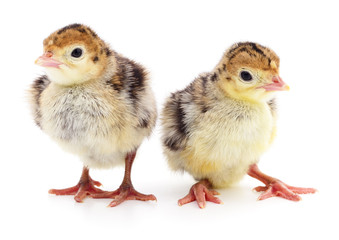 Chicken turkeys isolated