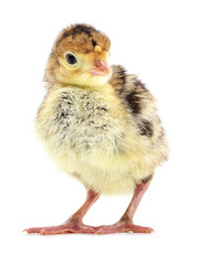 Chicken turkey isolated