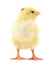 Small yellow chicken