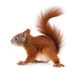 Eurasian red squirrel.