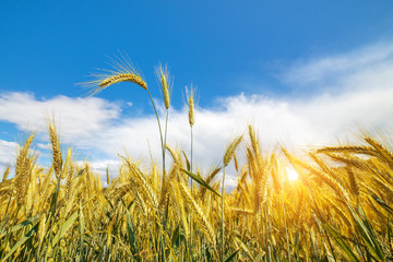 Getreide reif im Feld