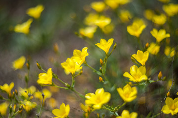 Soft background with yellow flax