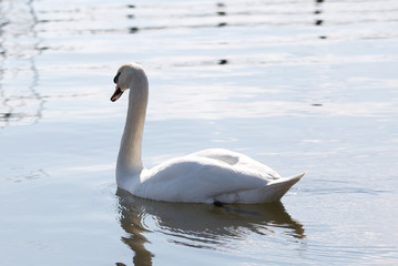 Naklejka na ściany i meble Swan on the Lake