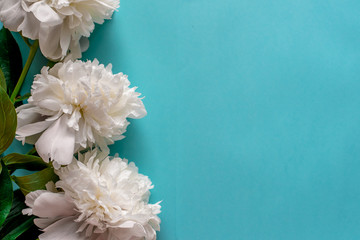 Fresh peony white flowers with paper frame close up, copy space on blue background forinvitation, flat lay