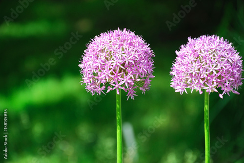 Purple Allium Lucy Ball Flower Blooming In Spring Stock Photo And Purple Allium Lucy Ball Flower Blooming In Spring